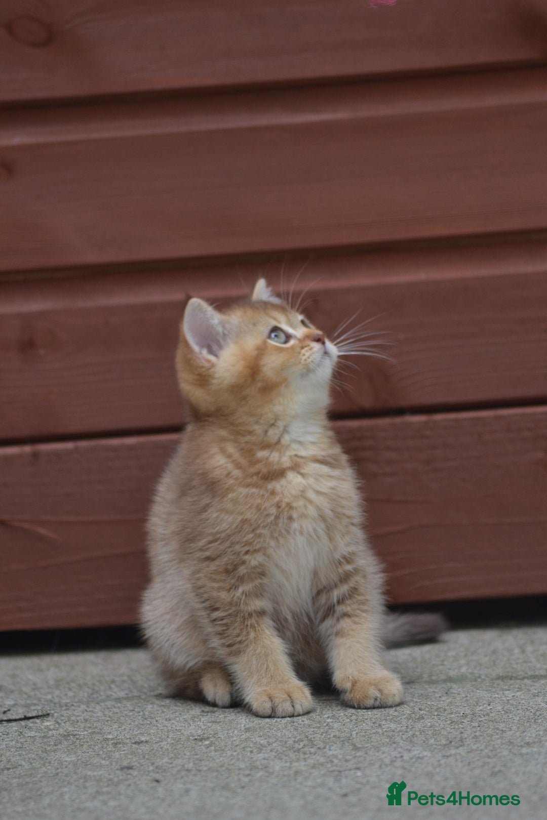 British Shorthair cats for sale: Last kitten left: TICA Golden Black Shaded BSH/BLH - Image 17