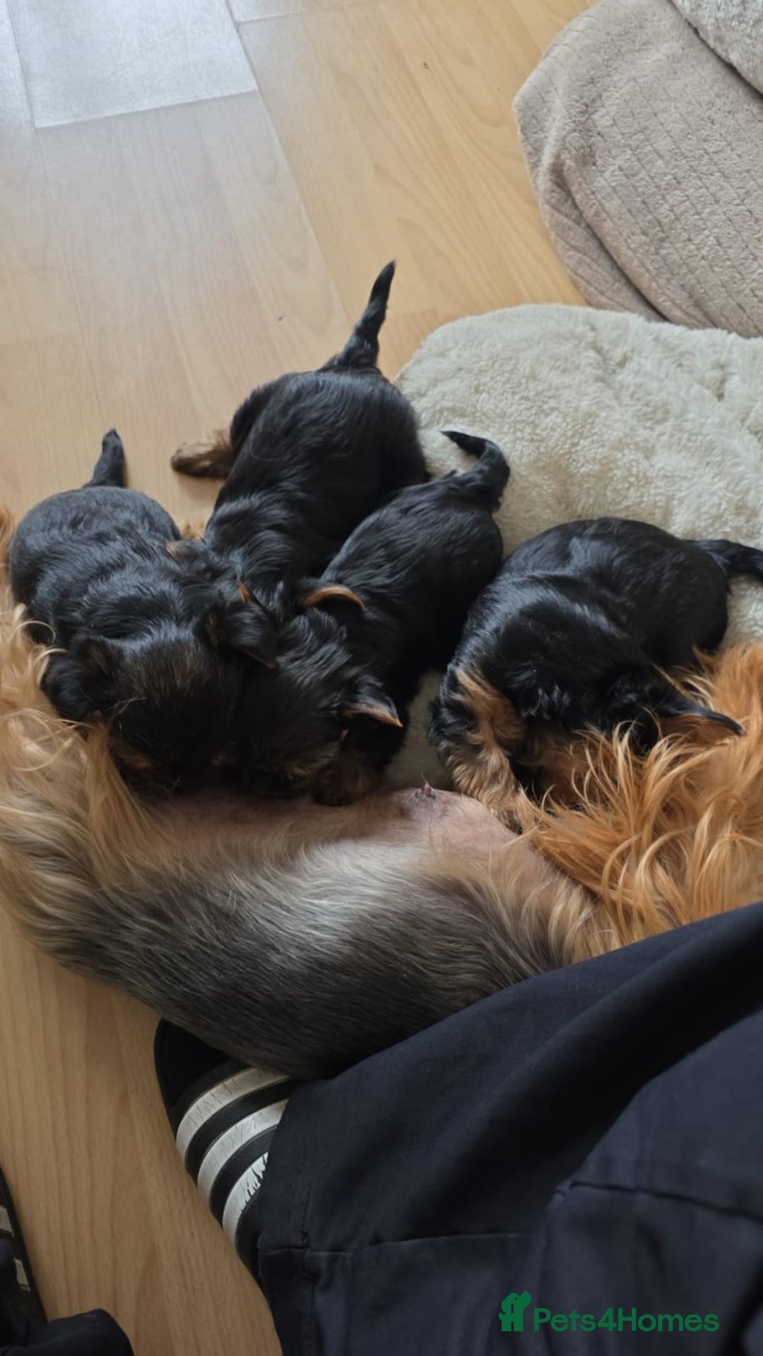 Yorkshire Terrier dogs for sale: Lovely Yorkies puppies for sale  - Image 4