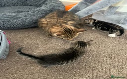 Mixed Breed cats for sale: Kittens - Image 3