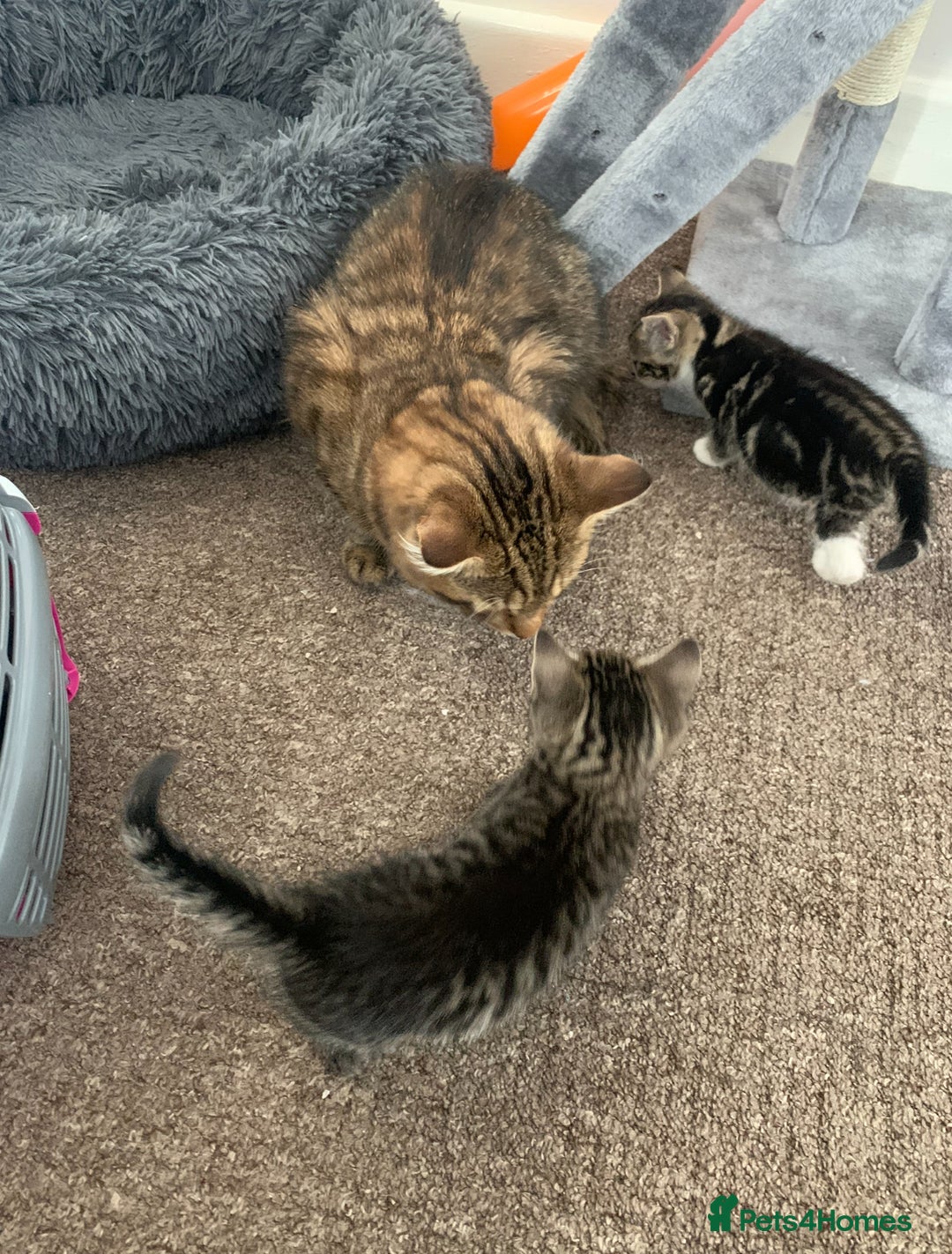 Mixed Breed cats for sale: Kittens - Image 3