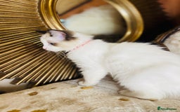 Ragdoll cats for sale: QUALITY GCCF RAGDOLLS KITTENS READY NOW  - Image 21