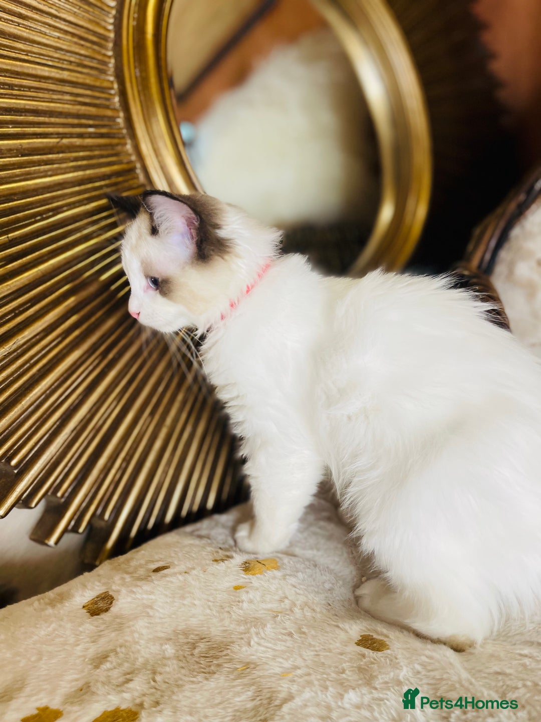 Ragdoll cats for sale: QUALITY GCCF RAGDOLLS KITTENS READY NOW  - Image 21