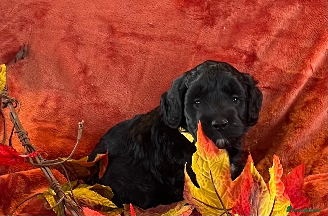 Cockapoo dogs for sale: Stunning F1 Cockapoos  - Advert 10