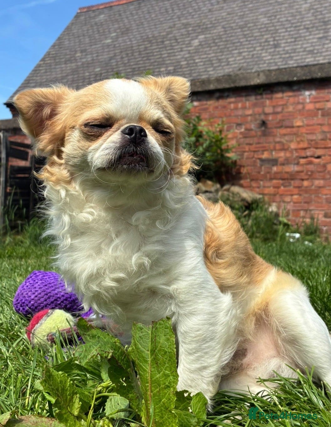Chihuahua dogs Ozzy male for stud - Advert 1