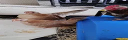 Chickens poultry for sale: 2 X trio serama chicks  - Advert 5