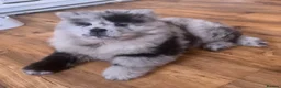 Chow Chow dogs for sale: Poe the 18 month old Lilac Merle boy Chow Chow - Advert 11