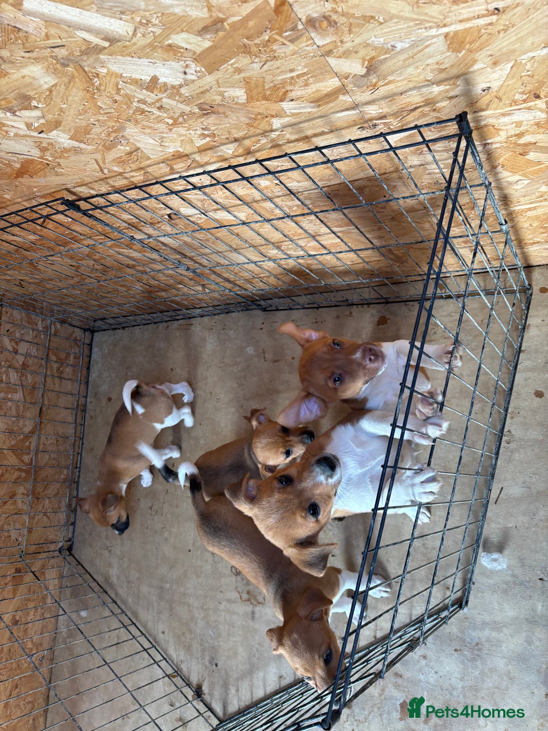 Mixed Breed dogs for sale: Plummer X Jack Russell Puppies - Image 6