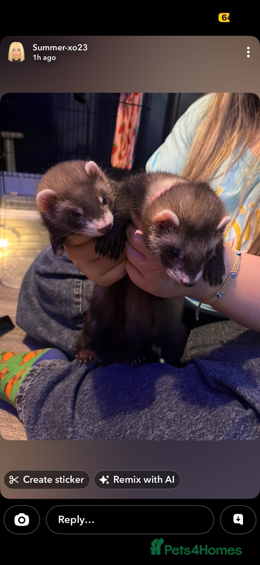 Ferret rodents for sale: 2 ferret for sale - Advert 10