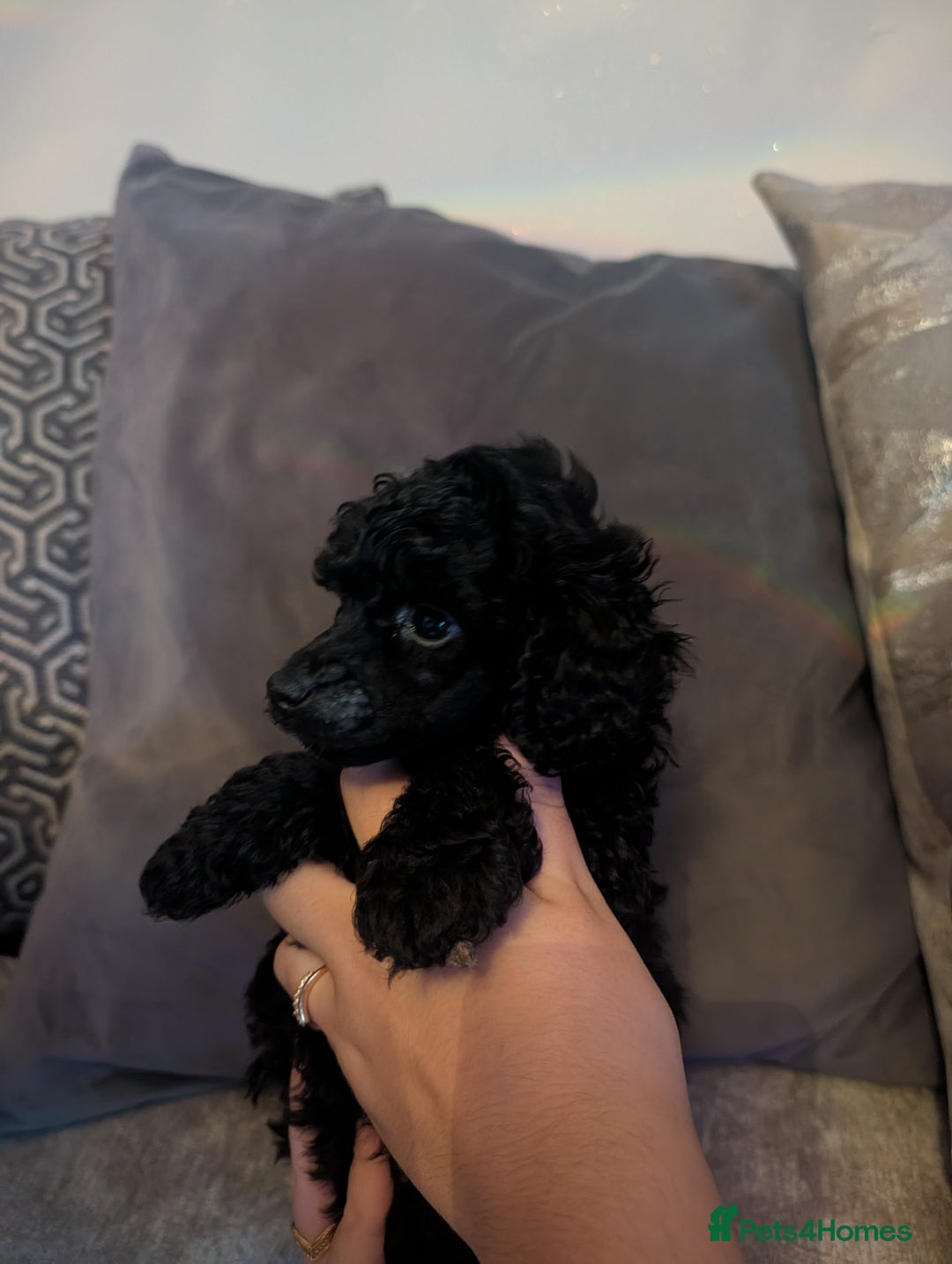 Toy Poodle dogs for sale: Toy poodle boys  - Image 6