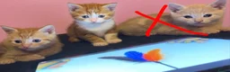 Mixed Breed cats for sale: 2 orange and 1 champagne male kittens - Advert 17