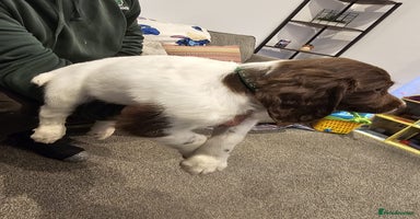 English Springer Spaniel dogs - Advert 4