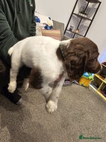 English Springer Spaniel dogs - Advert 4