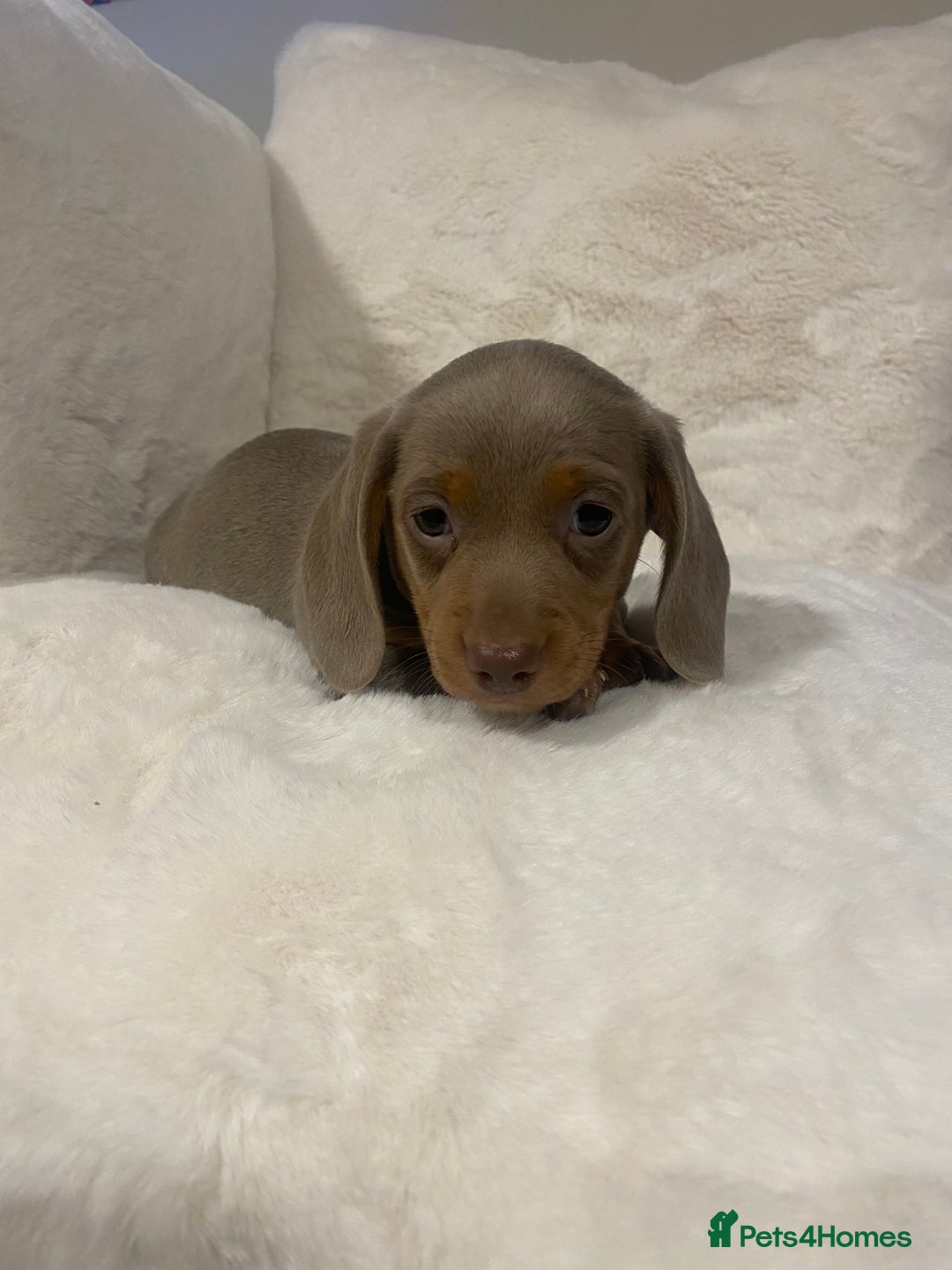 Miniature Dachshund dogs for sale: PRA Clear KC Registered Mini Dachshunds - Advert 16