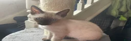 Bengal cats for sale: ❤️ 3 ABSOLUTELY BEAUTIFUL FELINES SO FRIENDLY ❤️ - Advert 11