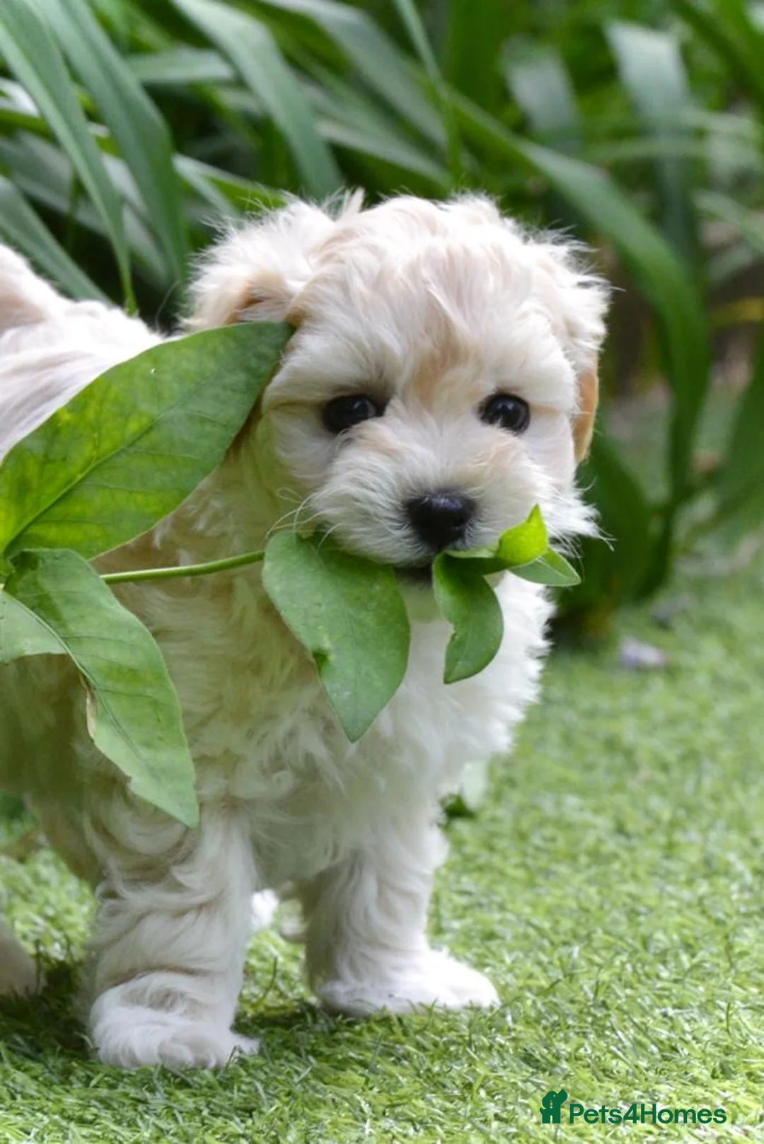 Toy Poodle dogs for stud: 🌹 RED TOY POODLE 9 INCH 2.8 KG HEALTH TESTED 🌹 in Romford - Advert 37