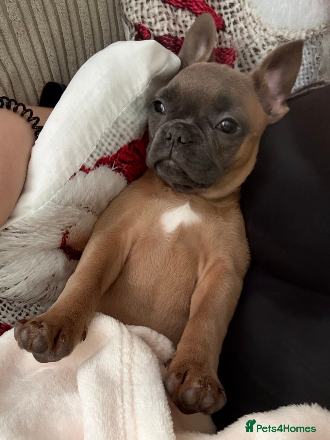 French Bulldog dogs for sale: Rehoming* French Bulldog  - Advert 3