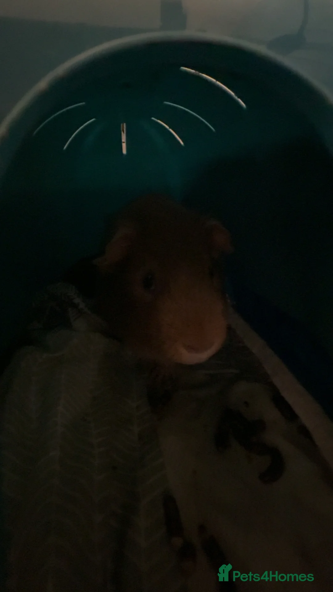 Guinea Pig rodents for sale: 2 male guinea pigs and comes with cage etc in Bude - Advert 2