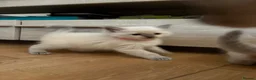Ragdoll cats for sale: Bluepoint ragdolls females  - Advert 13