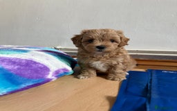 Maltipoo dogs for sale: So adorable and Tiny F1 Korean Maltipoo - Image 22