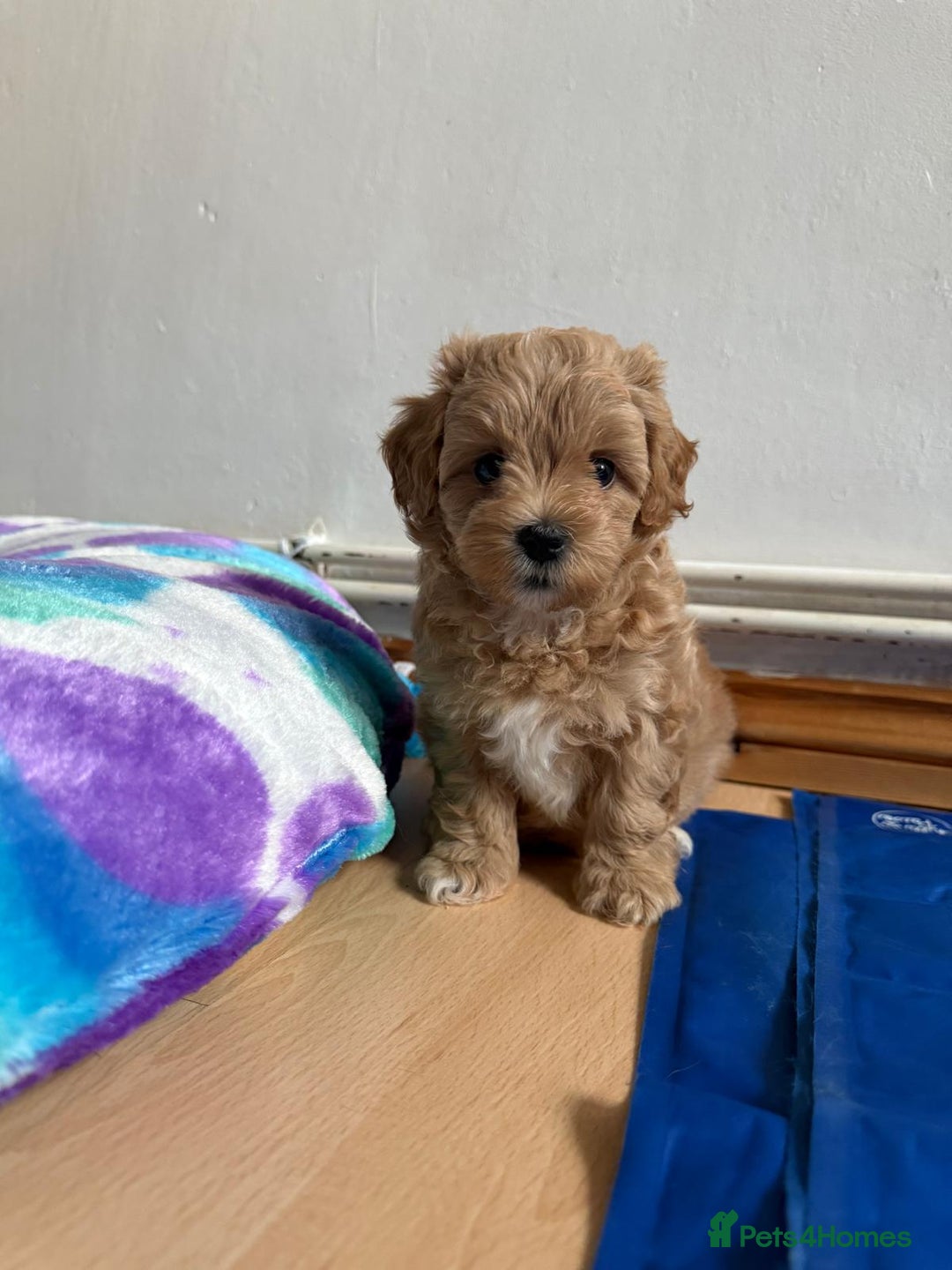 Maltipoo dogs for sale: So adorable and Tiny F1 Korean Maltipoo - Image 22