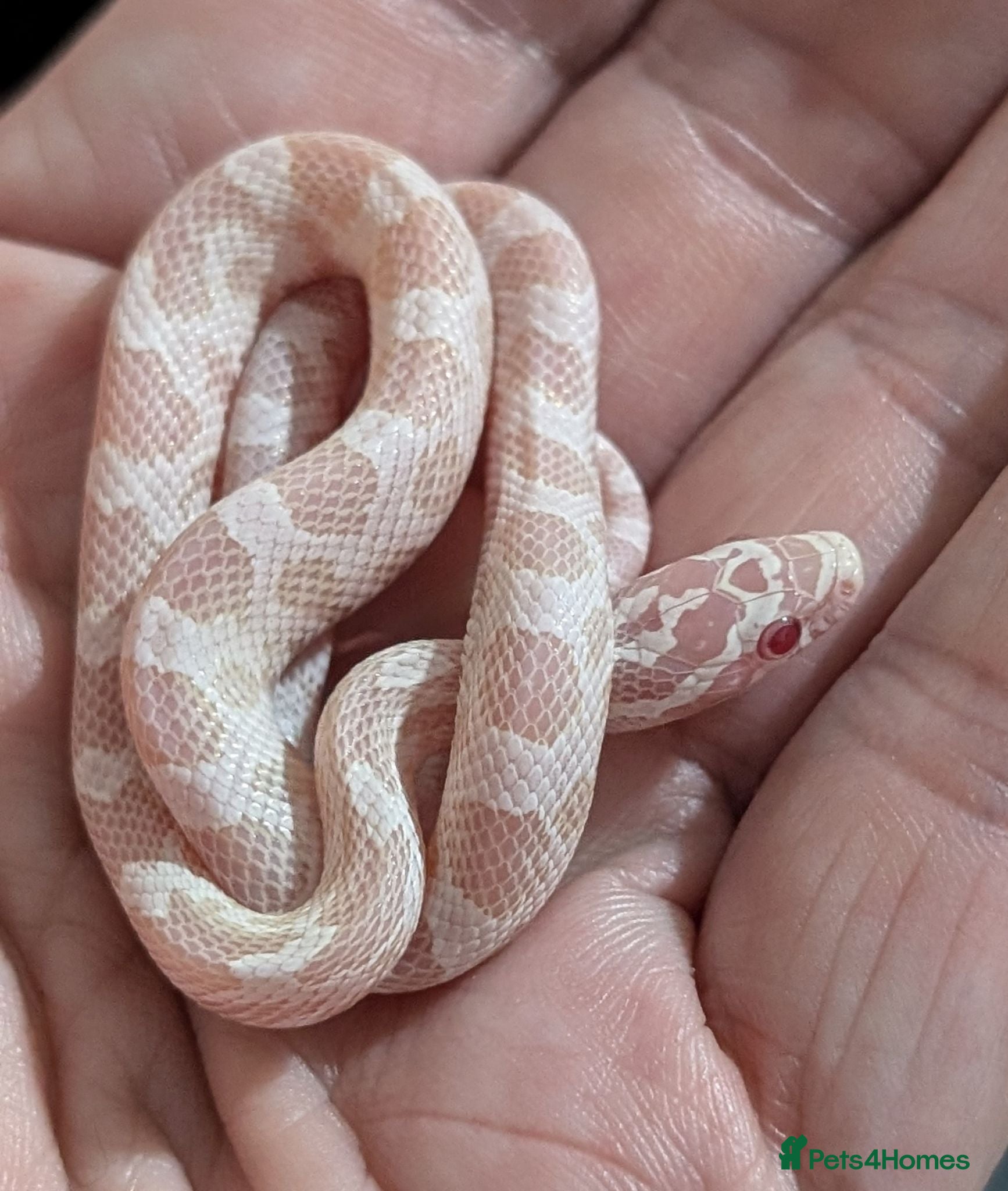 Corn Snake reptiles Halo/Green Blotch Corn snakes  - Advert 5
