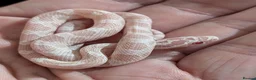 Corn Snake reptiles for sale: Halo/Green Blotch Corn snakes  - Advert 1