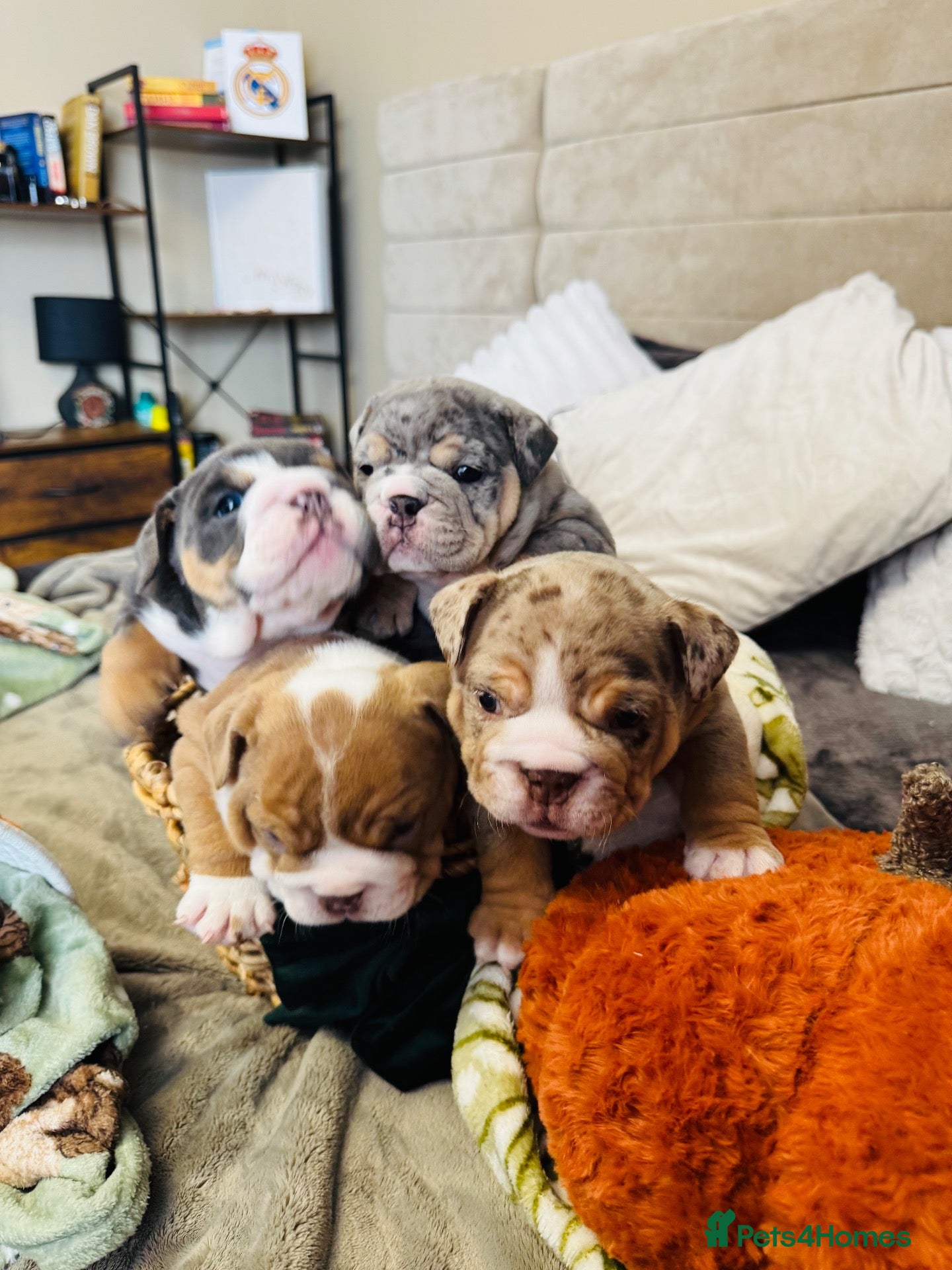 English Bulldog dogs for sale: 🐾 Stunning Pedigree EB puppies Top Rare Shades 🐾 - Advert 1