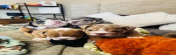 English Bulldog dogs for sale: 🐾 Stunning Pedigree EB puppies Top Rare Shades 🐾 in Stoke-on-Trent - Advert 16