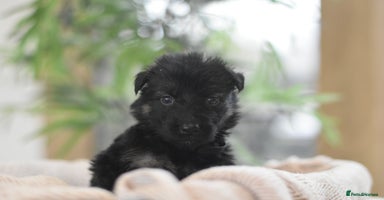 German Shepherd dogs KC registered 5 generation long coated GSD puppies - Advert 3