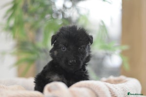 German Shepherd dogs KC registered 5 generation long coated GSD puppies - Advert 3