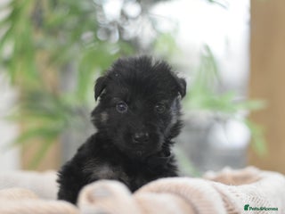 German Shepherd dogs KC registered 5 generation long coated GSD puppies - Advert 8