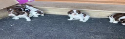 English Springer Spaniel dogs for sale: KC Reg Liver and White English Springer Spaniels - Advert 15