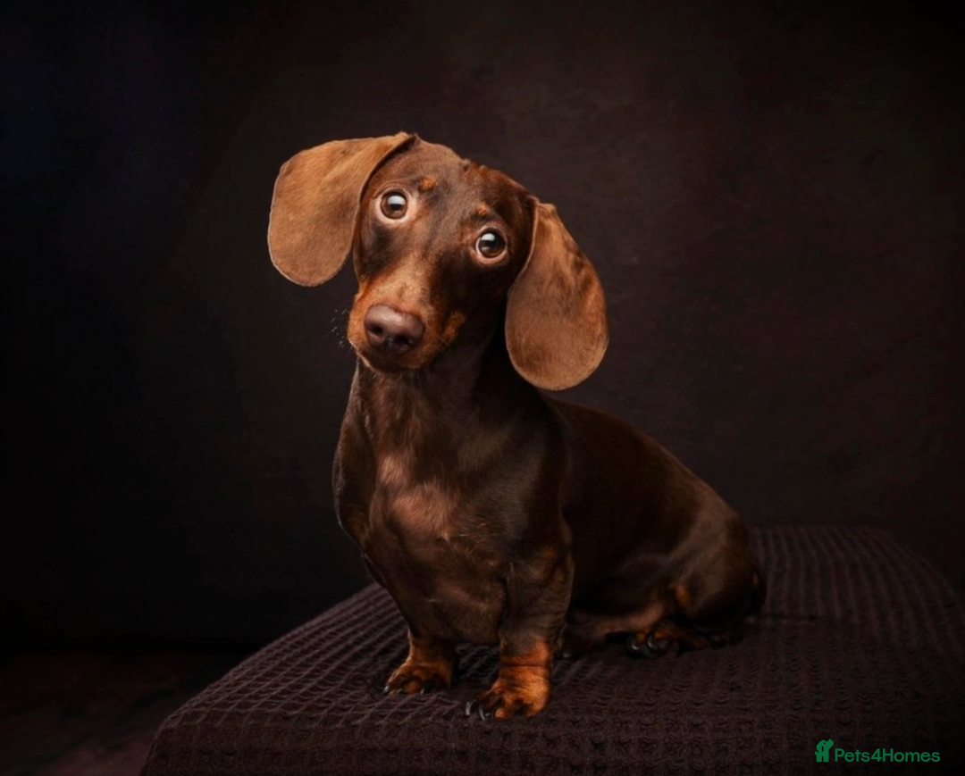Miniature Dachshund dogs for stud: KC Registered Miniature Smooth Haired Stud - Image 1
