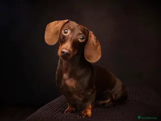 Miniature Dachshund dogs KC Registered Miniature Smooth Haired Stud - Advert 10