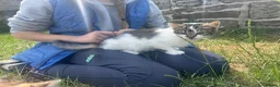 Mixed Breed cats for sale: Beautiful Long haired female kittens. - Advert 8