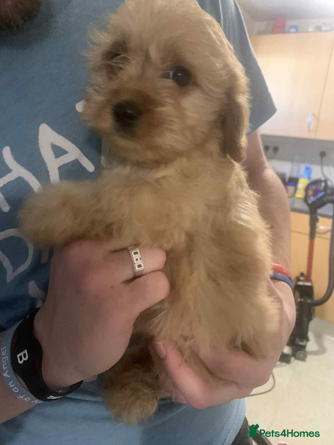 Cavapoo dogs for sale: Extensively health tested and vaccinated - Image 1