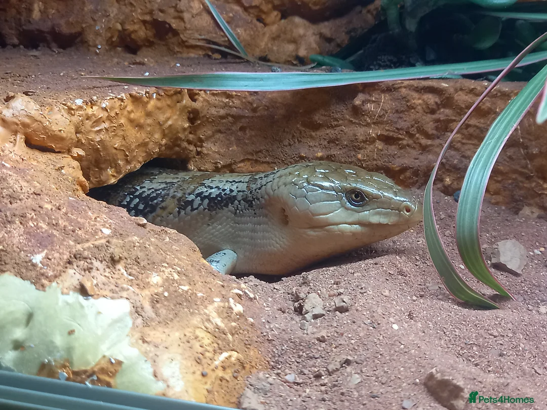 Skink reptiles for sale: Northern blue tongued skink (female) + setup - Advert 1