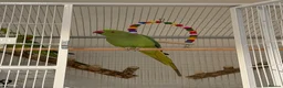 Ringnecks birds for sale: Indian Ringneck Pair + 2 Cages – £400 in Chigwell - Advert 1