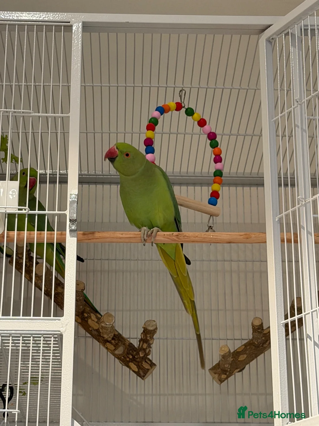 Ringnecks birds for sale: Indian Ringneck Pair + 2 Cages – £400 in Chigwell - Advert 1