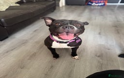 Mixed Breed dogs for sale: Poppy  - Image 8