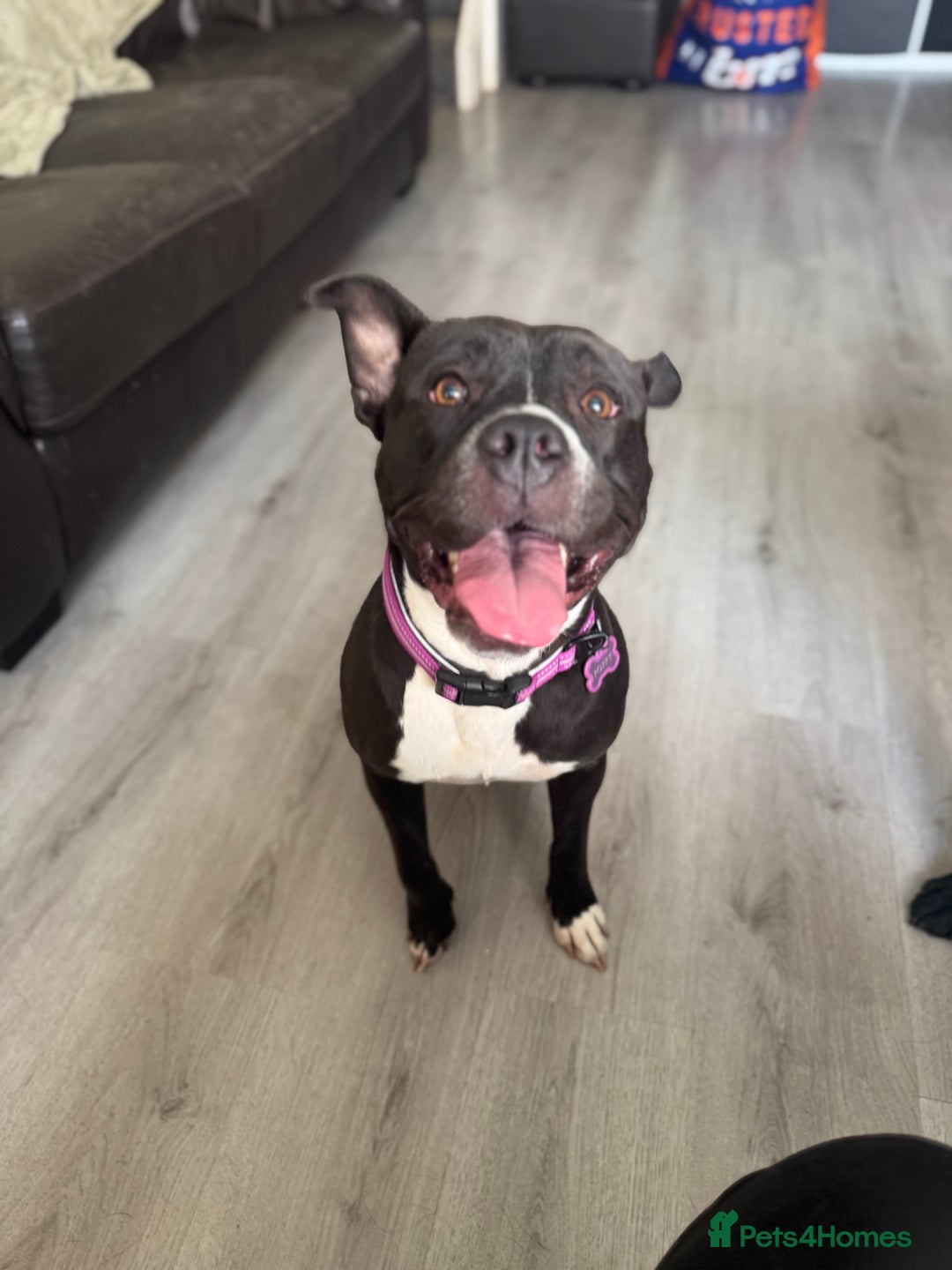 Mixed Breed dogs for sale: Poppy  - Image 8