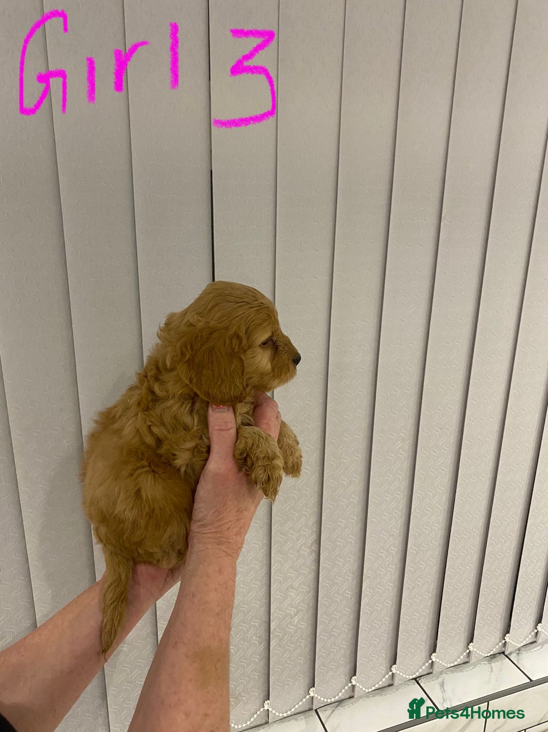 Cockapoo dogs for sale: F1 Red Cockapoo Puppies  - Advert 8