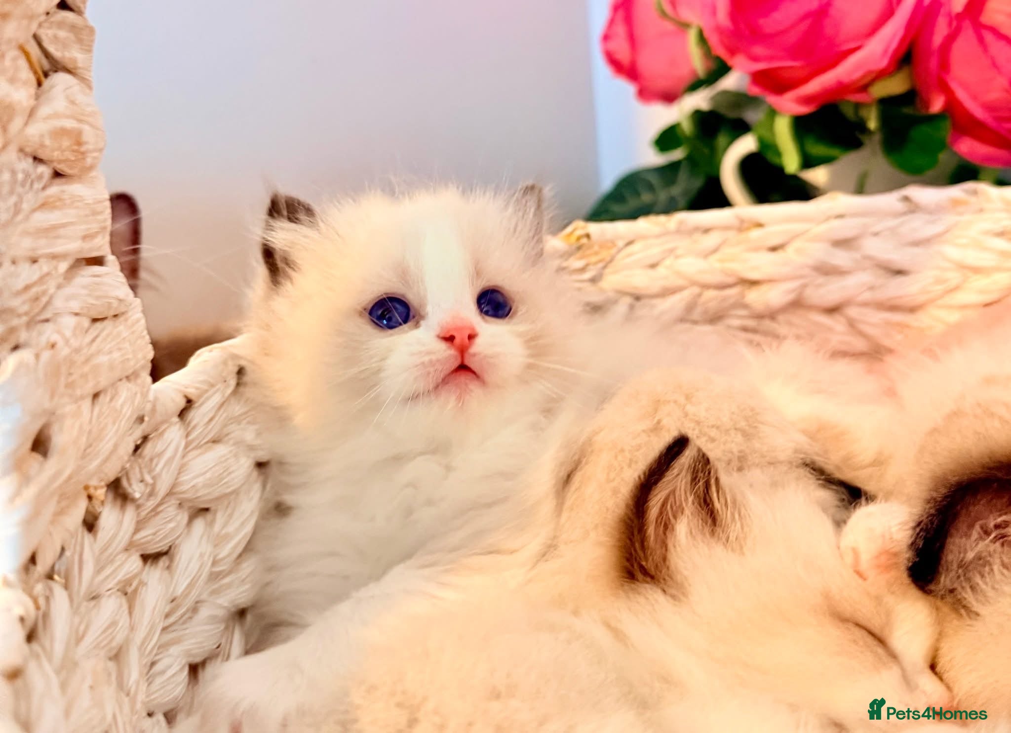 Ragdoll cats Premium Quality✨️🏆 TICA Reg European Ragdolls 🩷  - Advert 1
