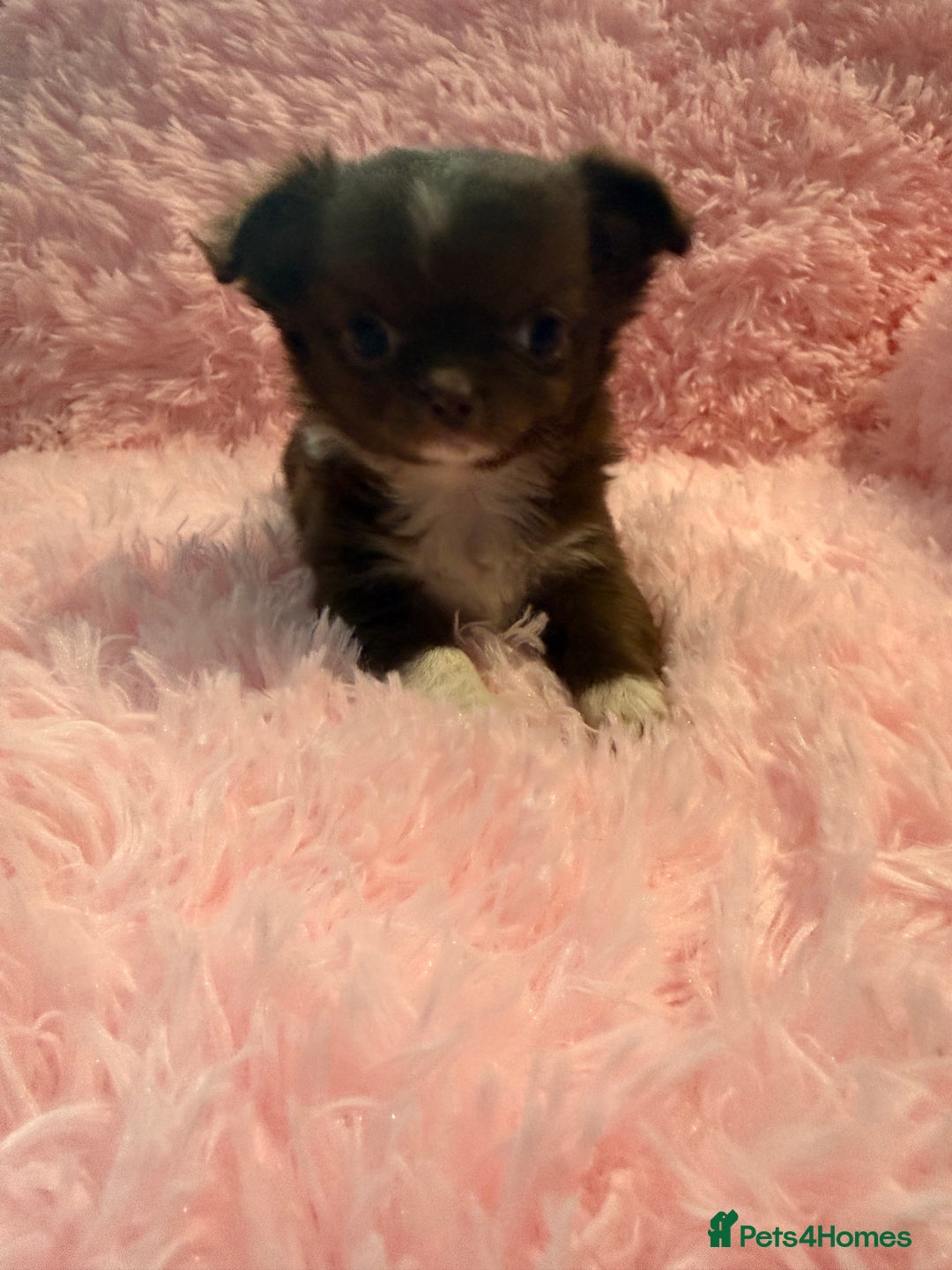 Chihuahua dogs for sale: Beautiful litter of four l/c CHIHUAHUAS READY NOW! - Advert 8
