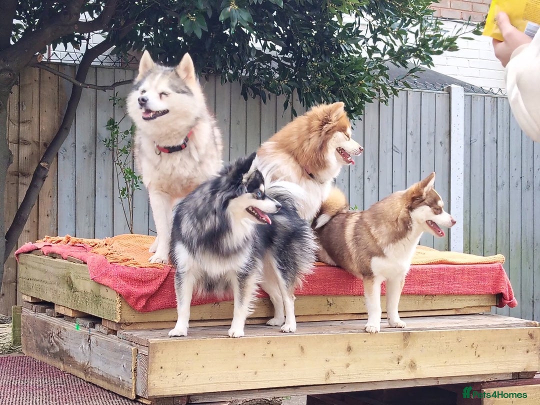 Pomsky dogs for sale: Micro F4 pomsky pups  - Advert 16