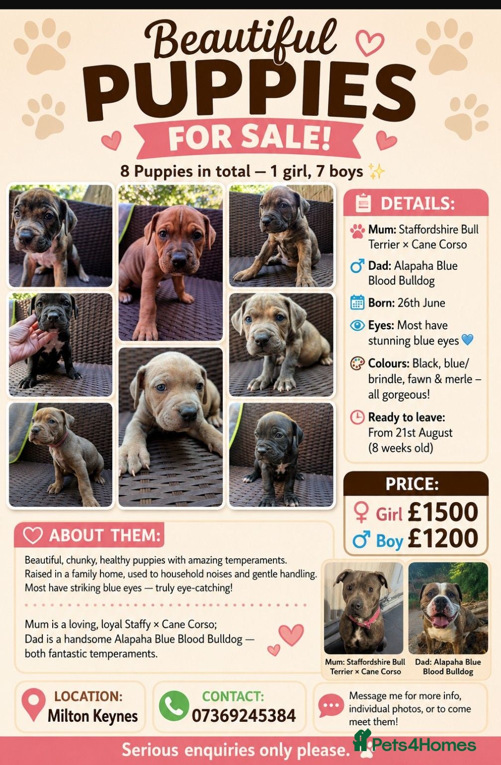 Mixed Breed dogs Alapaha blue blood bulldog cross staffy puppies  - Advert 1