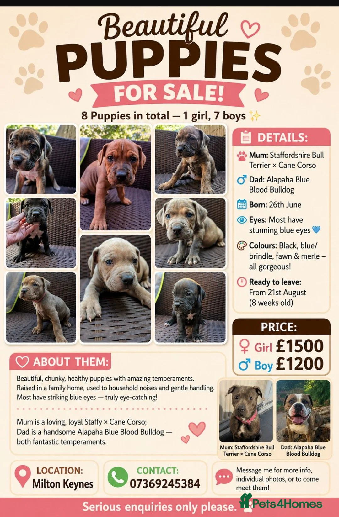 Mixed Breed dogs for sale: Alapaha blue blood bulldog cross staffy puppies  - Advert 1