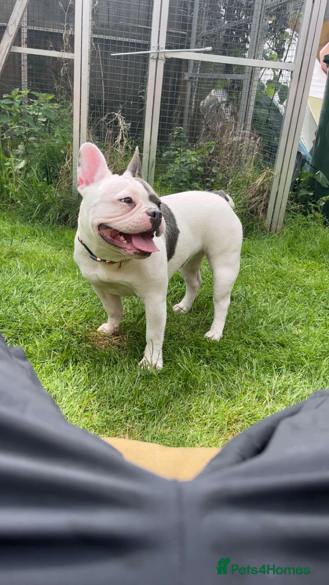 French Bulldog dogs Female frenchbulldog  - Advert 1