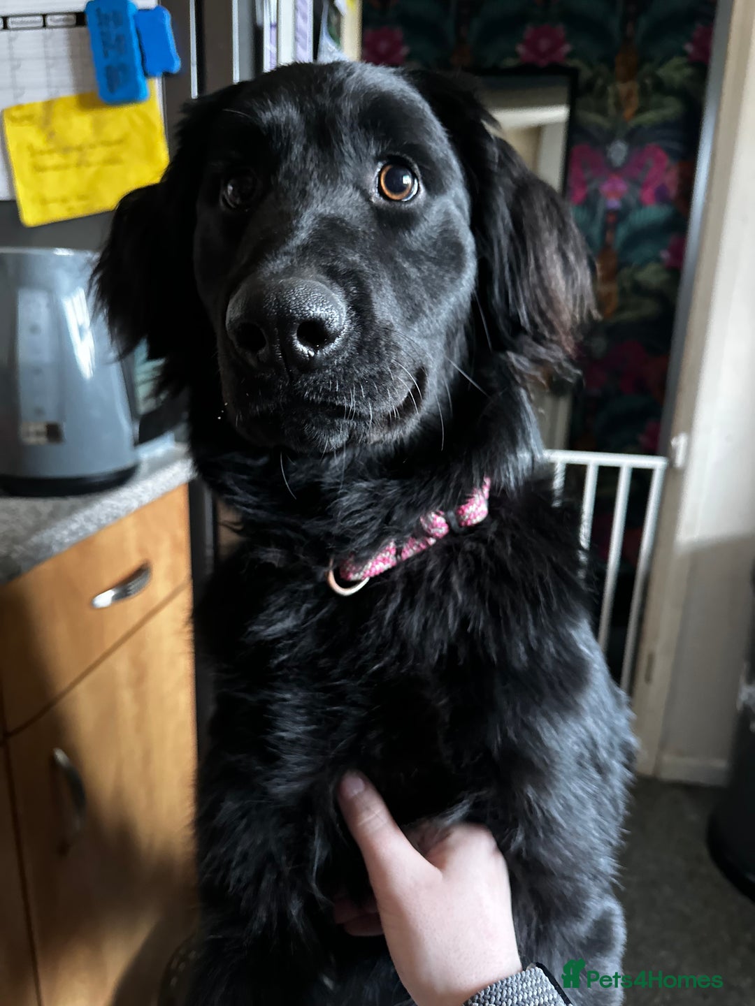 Mixed Breed dogs for sale: Labradoodle for rehome  - Image 3
