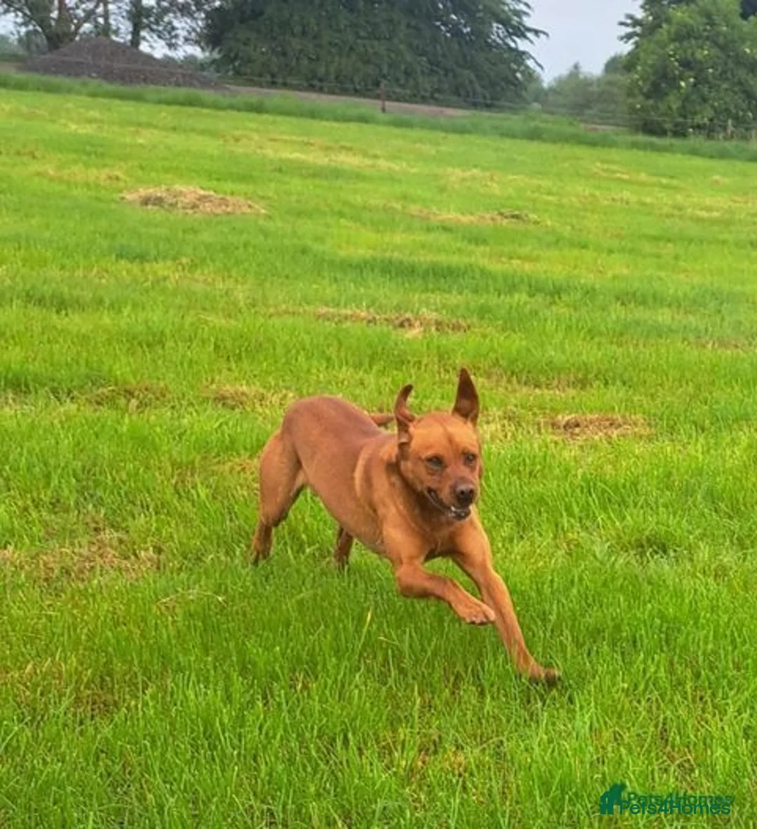 Labrador Retriever dogs for stud: Fox Red Labrador For Stud, Fully health tested  in Stoke-on-Trent - Advert 7